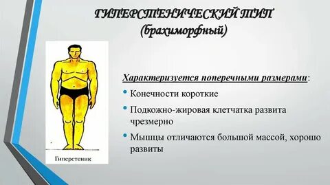 Гиперстенический тип телосложения