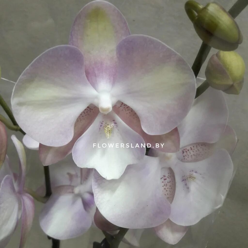 Биг лип venetian carnival фаленопсис. Орхидея венецианский карнавал фото. Костюм смерти венецианский карнавал. Орхидея фаленопсис легато. Сорт венеция карнавал орхидея.