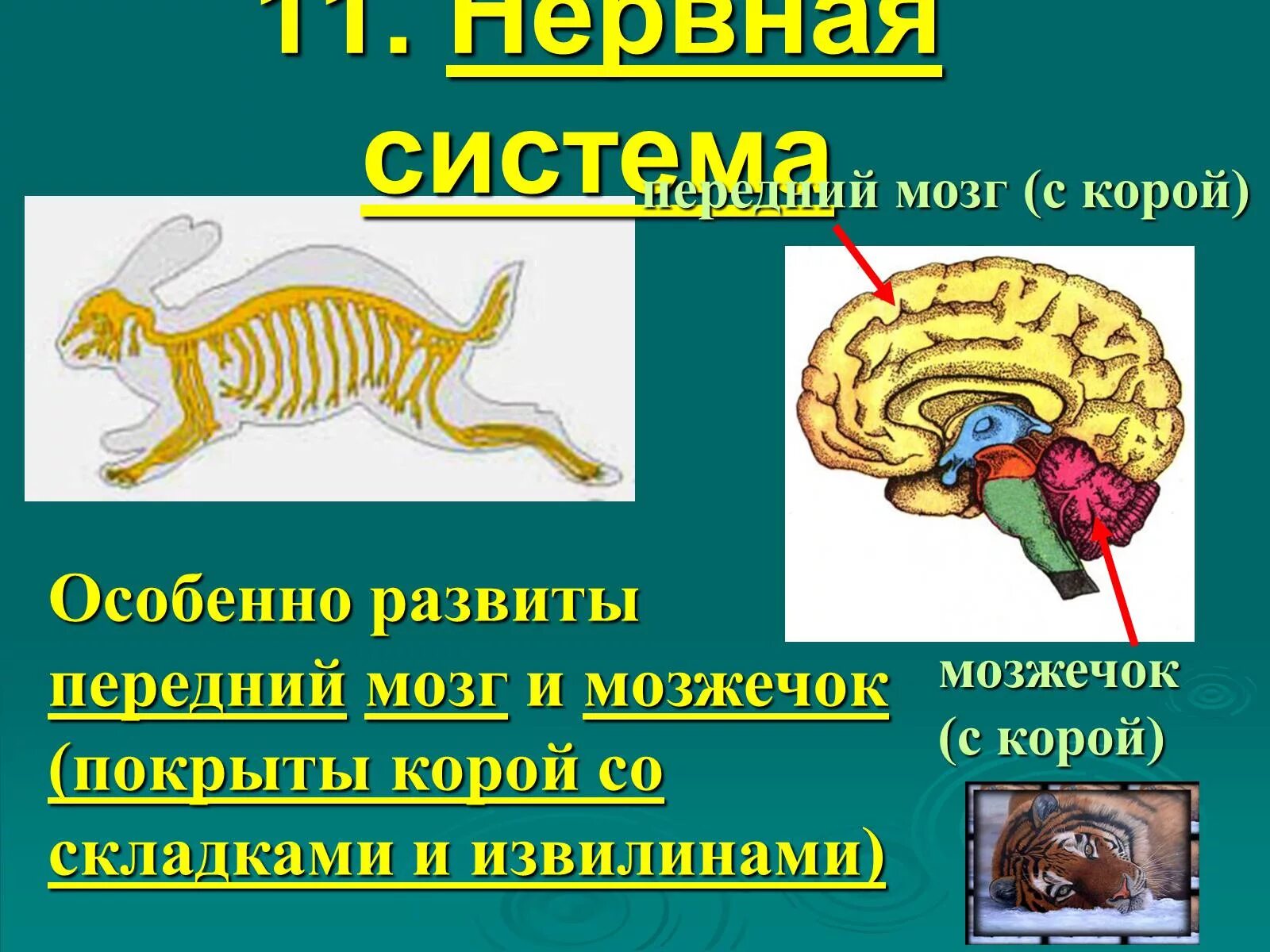 Центры мозга млекопитающих. Нервная система млекопитающих. Строение нервной системы млекопитающих. Нервная система млекопитающих мозг. Функции нервной системы млекопитающих.