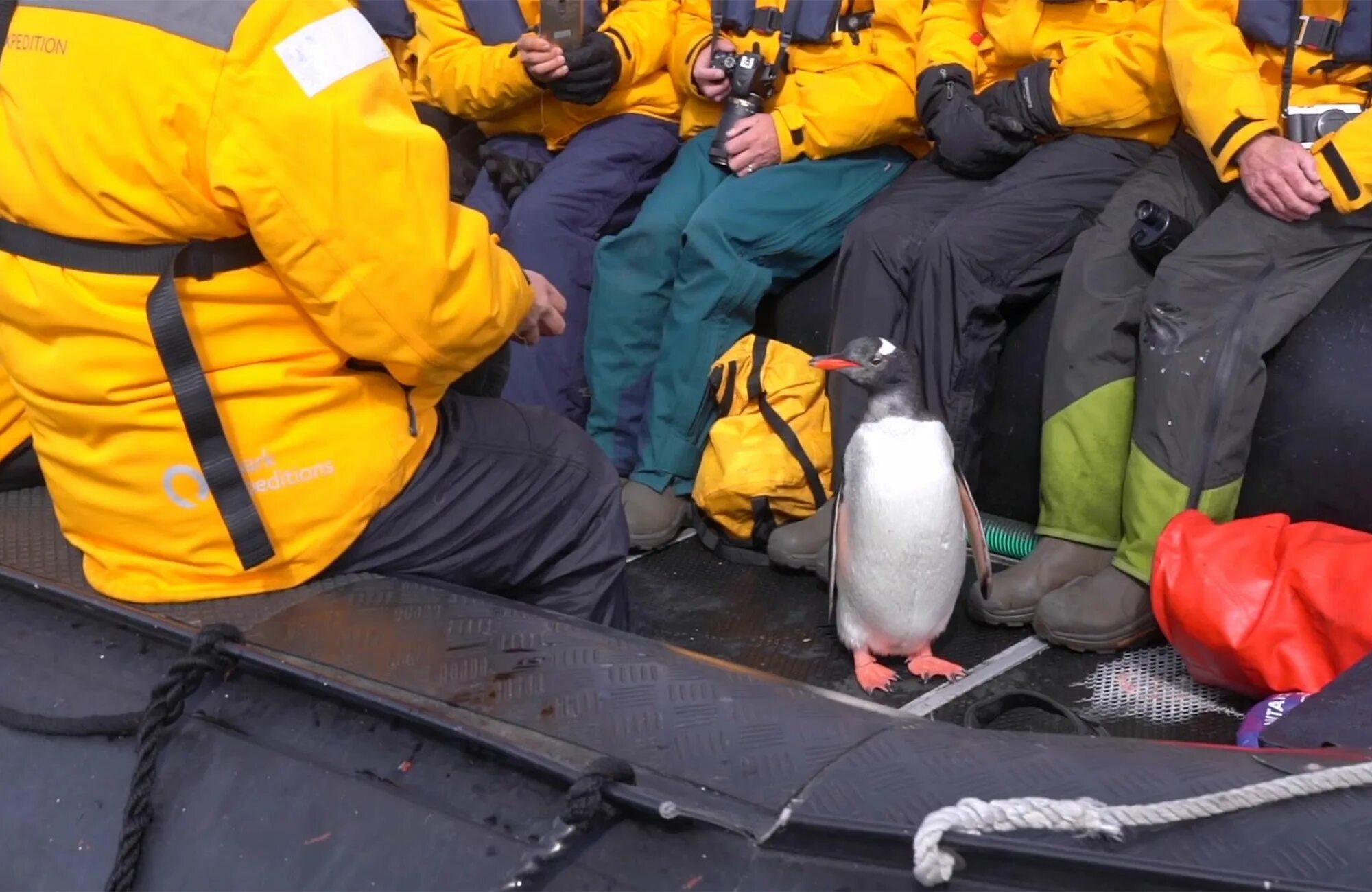 Пингвин касатка лодка. Спасение пингвинов. Пингвин спасается от касаток в лодке. Спасшиеся пингвины. Пингвин запрыгнул в лодку.