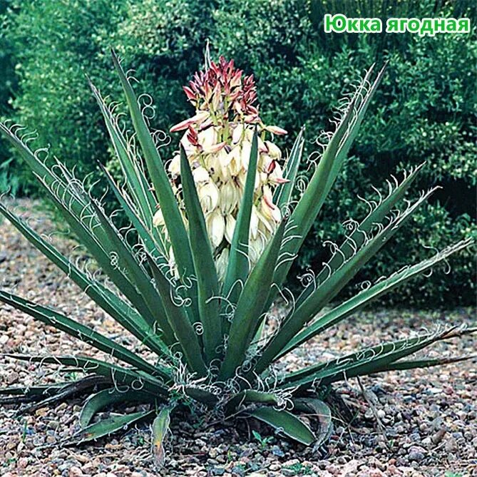 Юкка это еда. Юкка ягодная банановая. yucca baccata. юкка хиенонен. юкка садовая пальма.