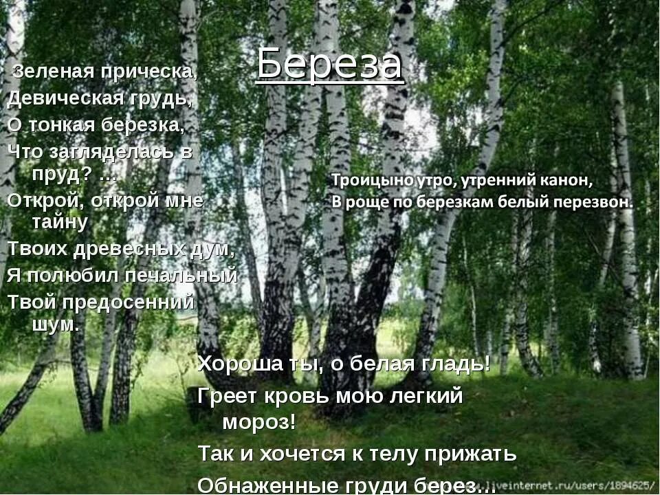 Роще березки повстречались загадка