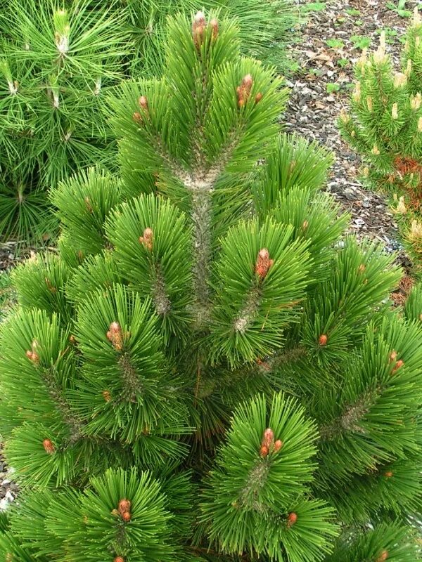 Pinus heldreichii