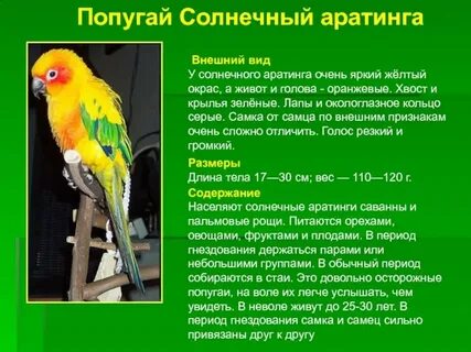 Имена попугаев список