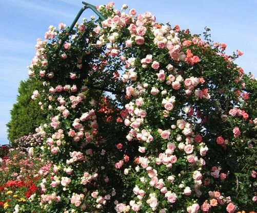album beundransvärd Antarktis rosa pierre de ronsard tisdag Få blanda