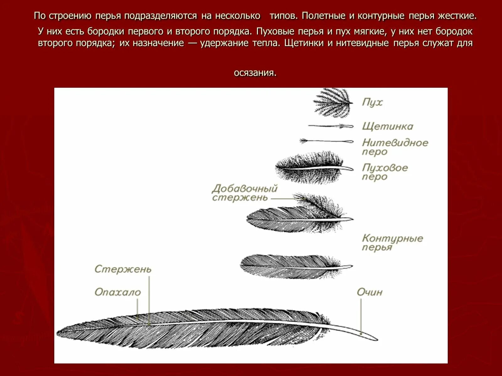 Как растут перья