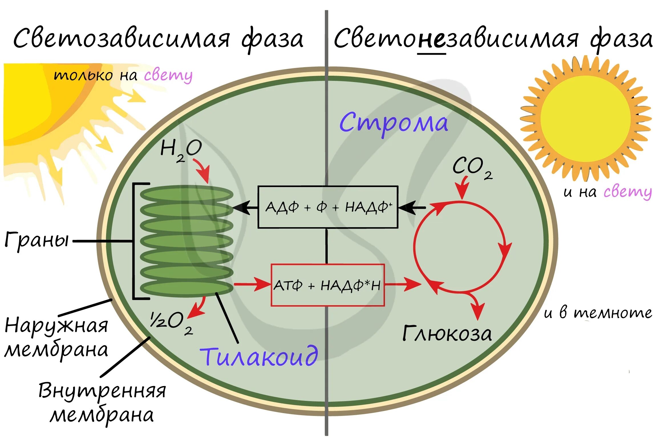 Схема фотосинтеза в хлоропласте. Фотосинтез световая фаза и темновая фаза схема. Темновая фаза фотосинтеза процессы. Световая фаза фотосинтеза ЕГЭ. Снабжает темновую фазу энергией