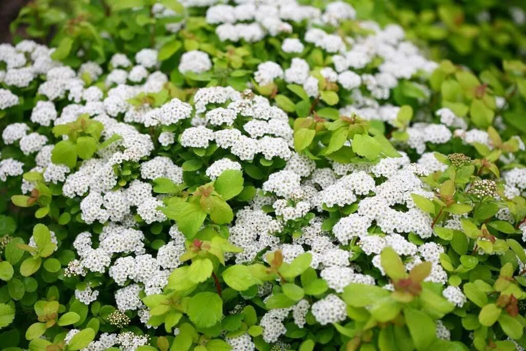 Спирея открывает. Спирея березолистная spiraea betulifolia. спирея березолистная живая изгородь. спирея березолистная изгородь.