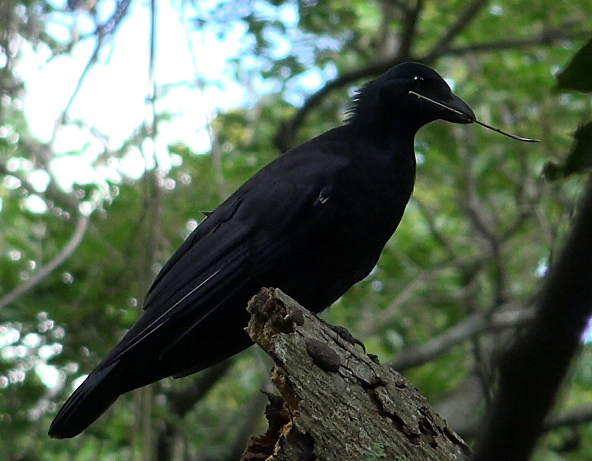 Новокаледонский ворон. Corvus moneduloides. Новокаледонская ворона. Вороны Corvus moneduloides. Новокаледонские вороны