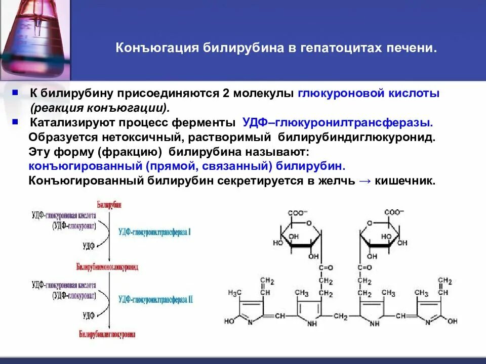 Обезвреживание веществ в печени. Прямой билирубин образуется в реакции. Реакция конъюгации билирубина с глюкуроновой кислотой. Фермент, участвующий в реакции обезвреживания билирубина в печени. С глюкуроновой кислотой связан билирубин непрямой.