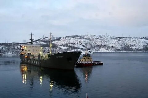 Нерпа снежногорск
