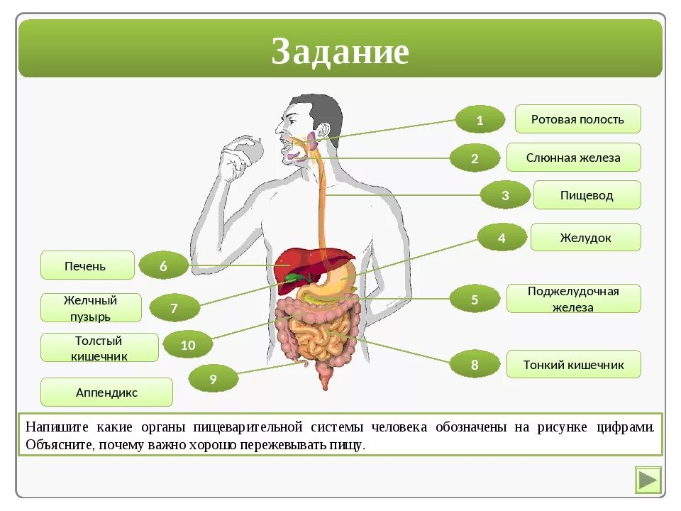 Пищевые железы