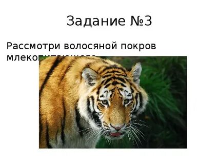 Рассмотрите волосяной покров выясните равномерно ли расположен