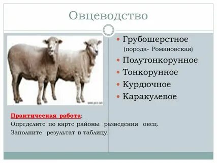 Отрасли овцеводства