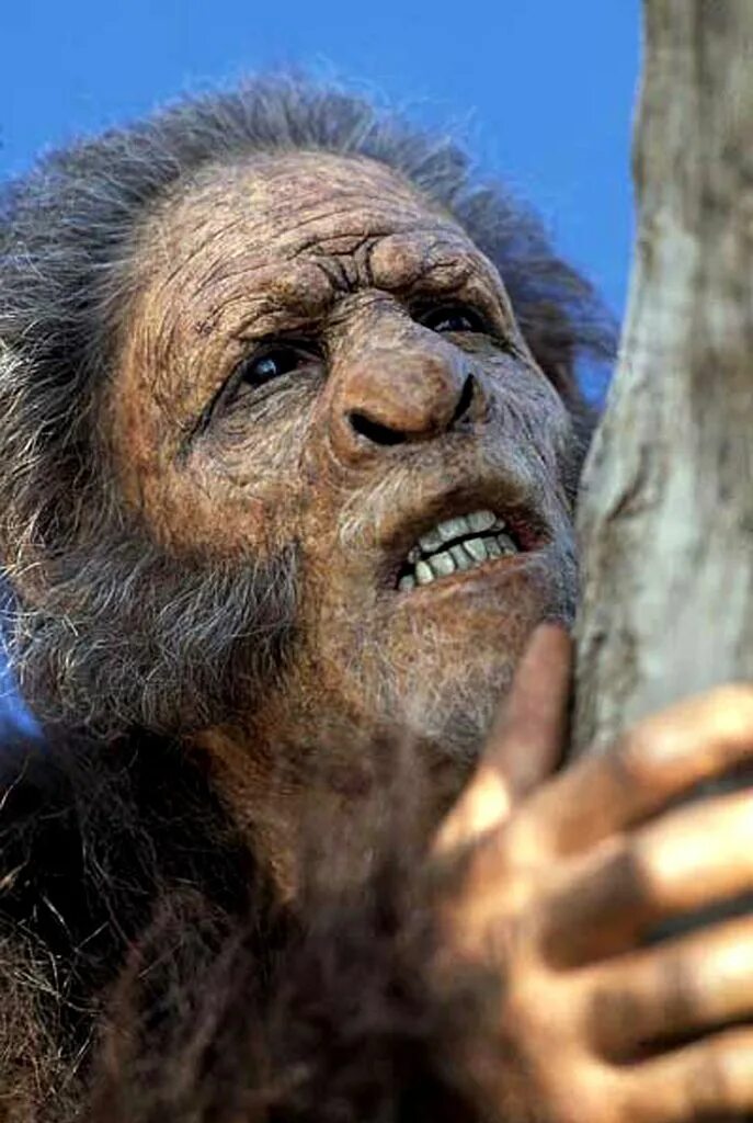 Человек умелый. Homo habilis. Homo хабилис. Человек умелый homo habilis. Человек умелый хомо хабилис.