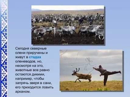 В какой зоне живет олень