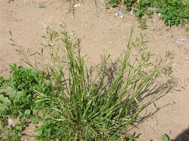 Как выглядит растение мятник Красивый газон избавляемся от сорняков Greenworks Россия Дзен
