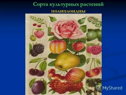Сорта культурных растений окружающий мир