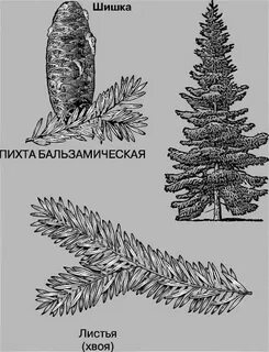 Размер шишки пихты
