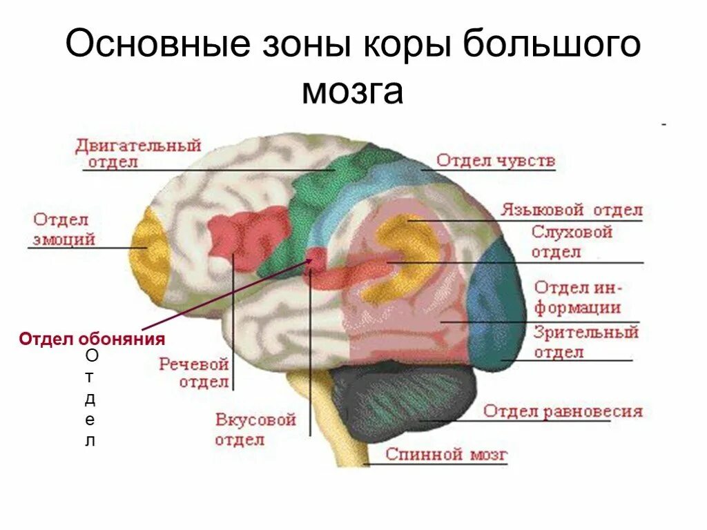 Обонятельный центр коры головного мозга. Доли и отделы головного мозга. Функции теменной доли головного мозга.