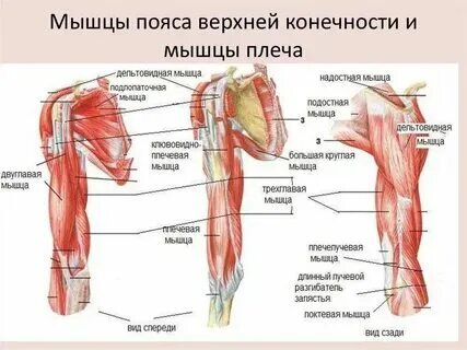 Функции плечевого пояса и руки