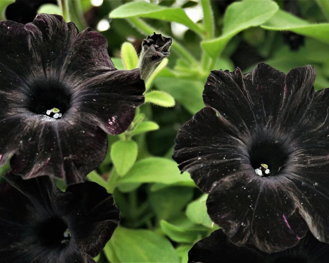 Ирис блэк сьютед. Черные цветы виды. Лилия азиатская спарго. Фаленопсис блэк принц. Черные цветы виды.