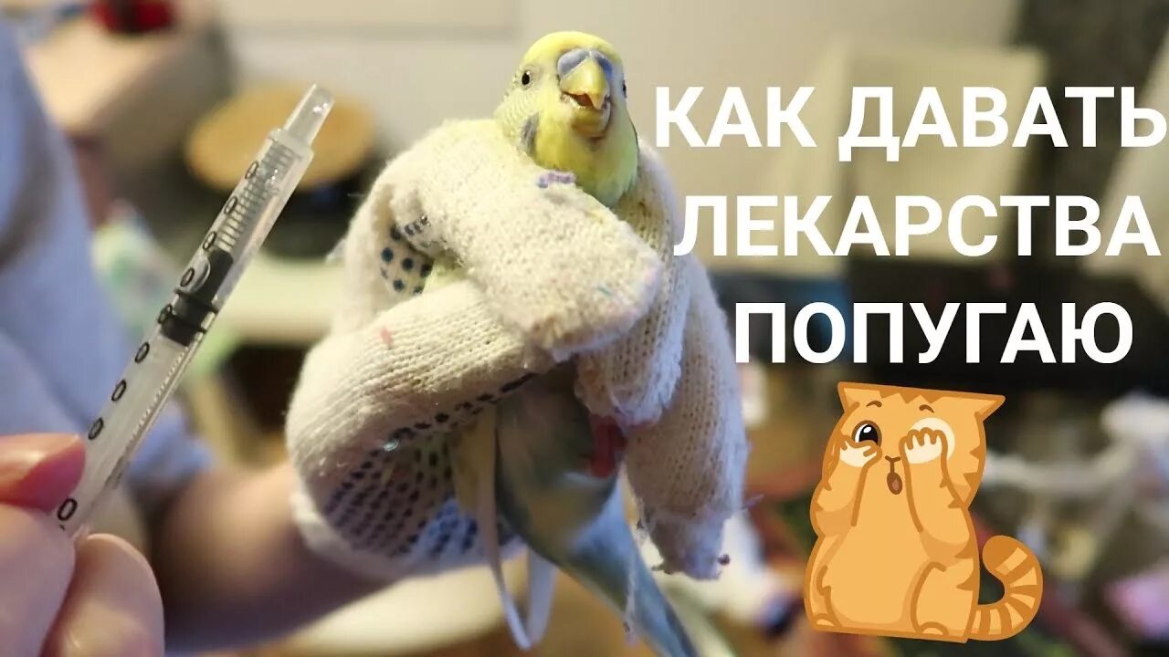 Обезболивающие попугаю. Лекарства в клюв попугаю. как дать лекарство попугаю. как держать попугая чтобы дать лекарство. как правильно держать попугая.