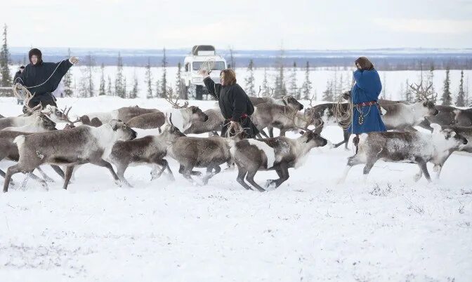 Территории традиционного природопользования. Эвены и эвенки. Природопользование коренных малочисленных народов севера. Красноселькупский район оленеводство. Север тундра.