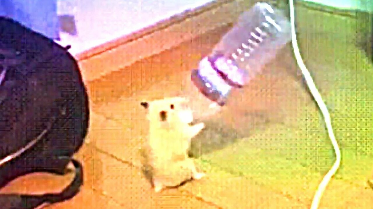 Как прокачать прибыль в час hamster