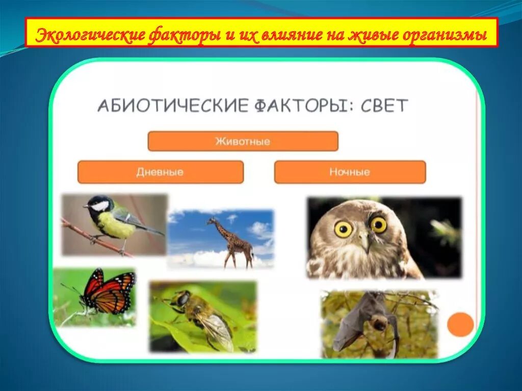 Экологические факторы. Живые организмы. Факторы окружающей среды и их воздействие на живые организмы. Экологические факторы живых организмов. Дневные животные список