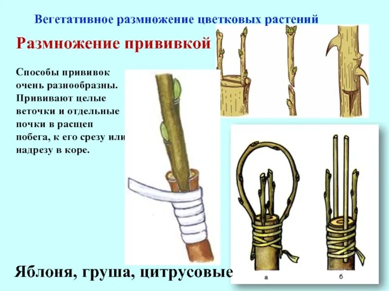 Как называется размножение. Размножение растений прививкой. вегетативное размножение методом прививки. размножение яблони черенками. вегетативное размножение растений привой.
