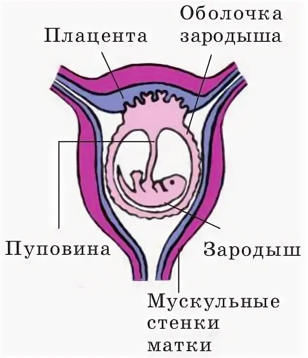 Зародыш млекопитающего в матке. Зародыш в матке млекопитающих. строение матки плацентарных. строение плаценты млекопитающих. строение матки млекопитающих.