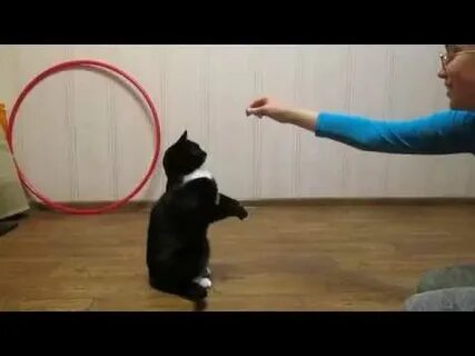 Каким командам можно научить кошку