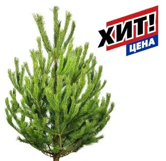Купите сосну недорого
