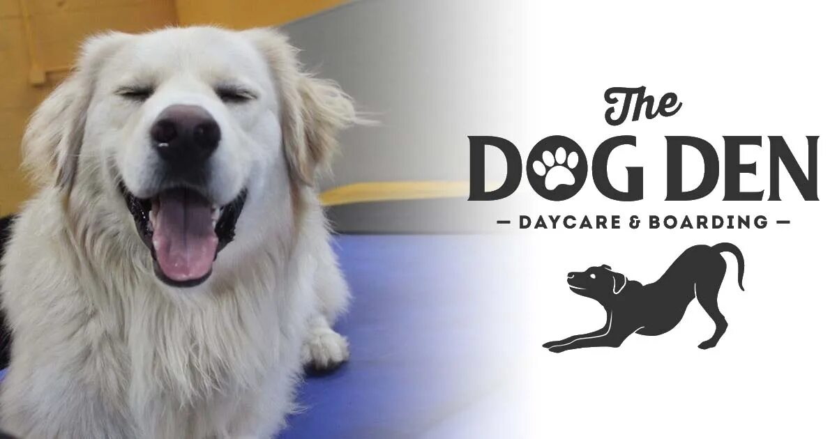 Собака джек рассел с книгой. Дог день. День собак. Дог день. Дог день.