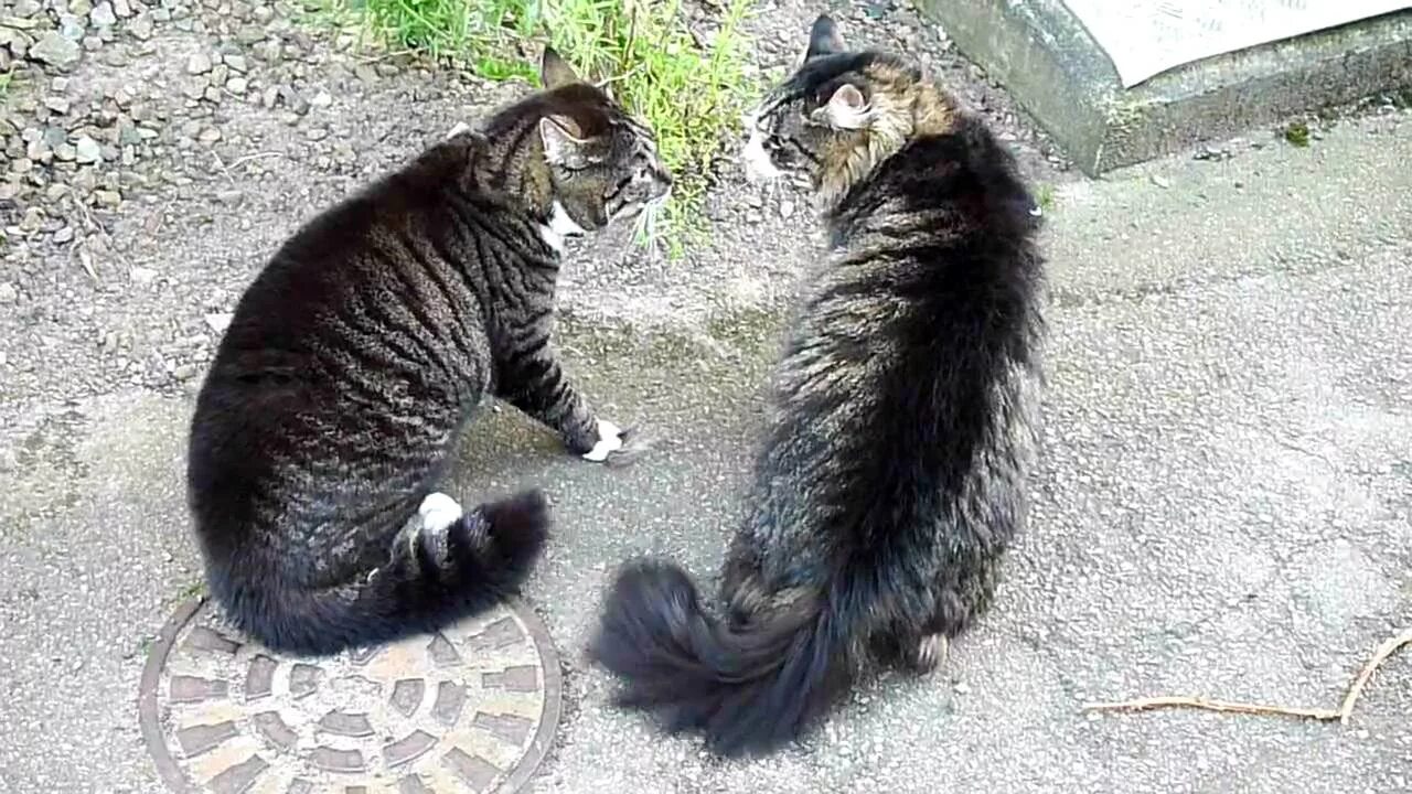Кошки разговаривают видео