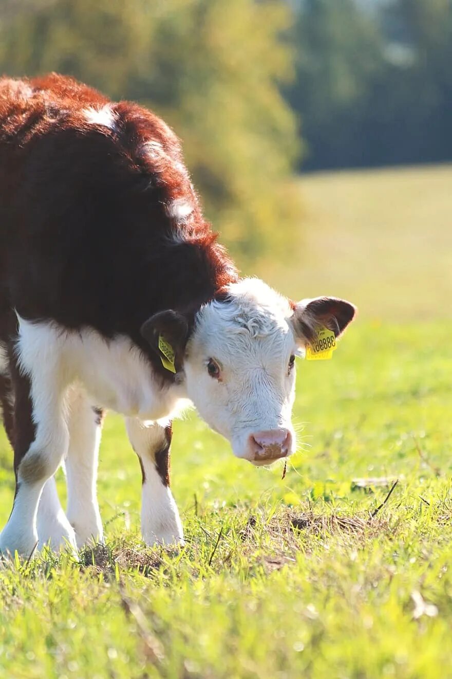 Телка. Детеныш коровы. Телята. Теленок детеныш. Коровы и телята.