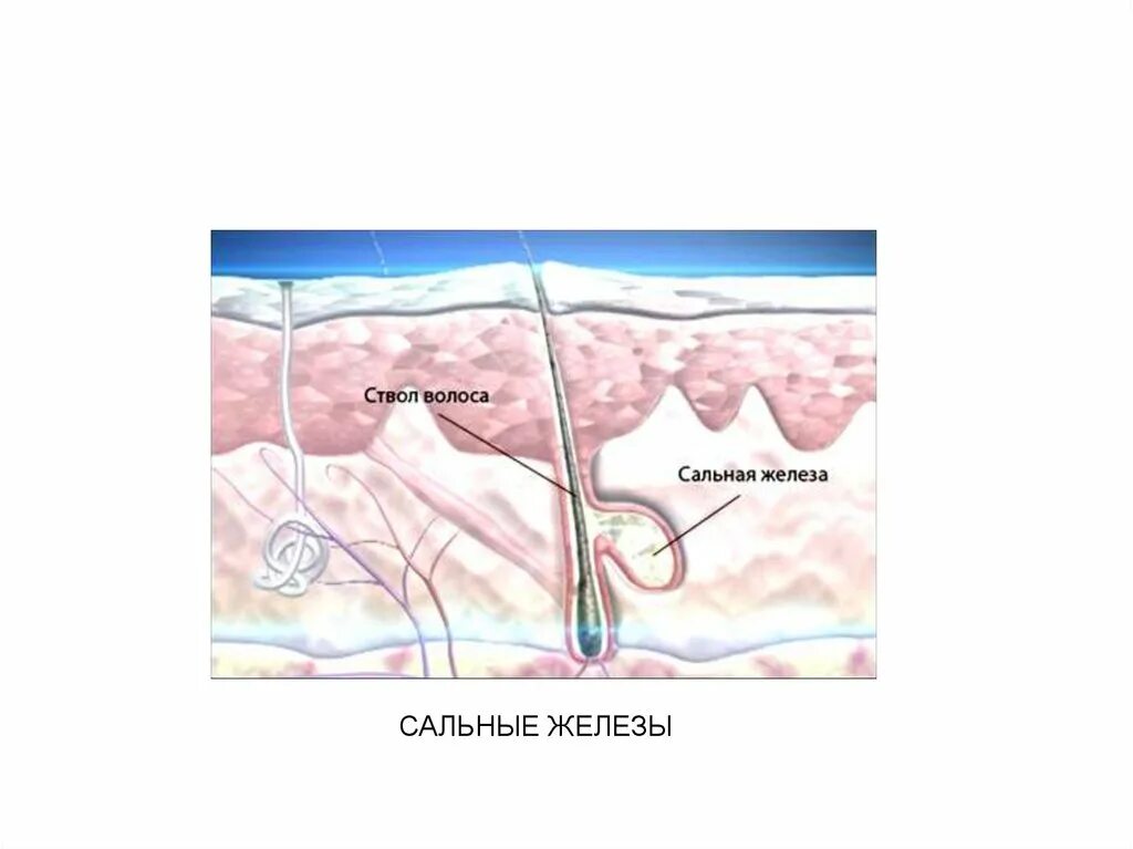 Печень сальные железы. Закупорилась сальная железа. Секреция сальных желез.