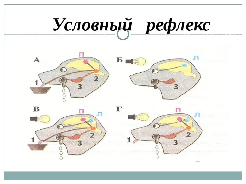 Условный рефлекс. Условный рефлекс Павлова. Схема условного рефлекса у человека. Условные рефлексы картинки.