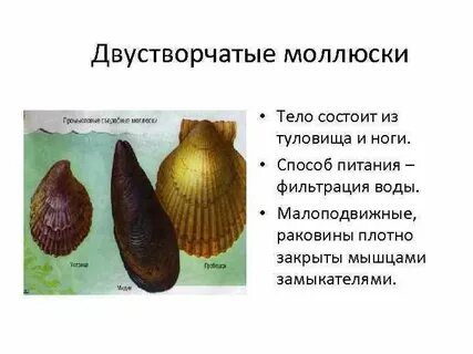 Орган передвижения моллюсков
