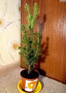 Ель коника домашняя как ухаживать в горшке