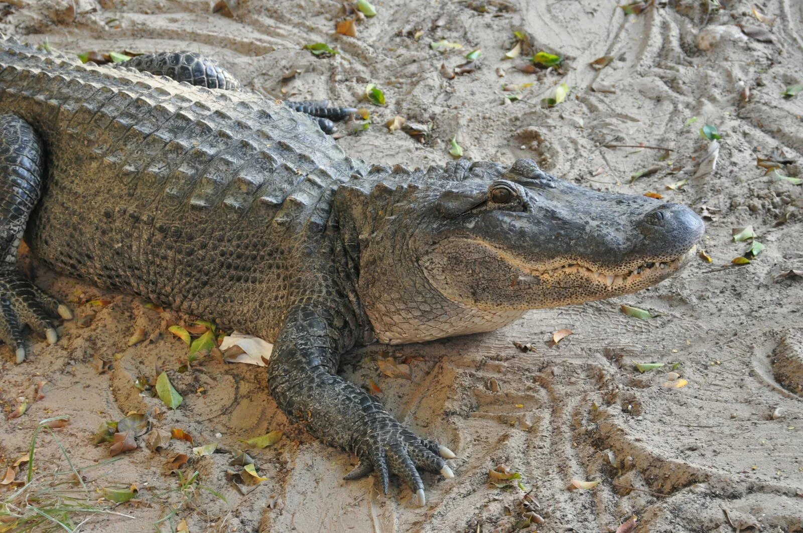 Alligator. Аллигатор санкт петербург. Аллигатор санкт петербург. Динозавры schleich аллигатор. Крокодил аллигатор гавиал.