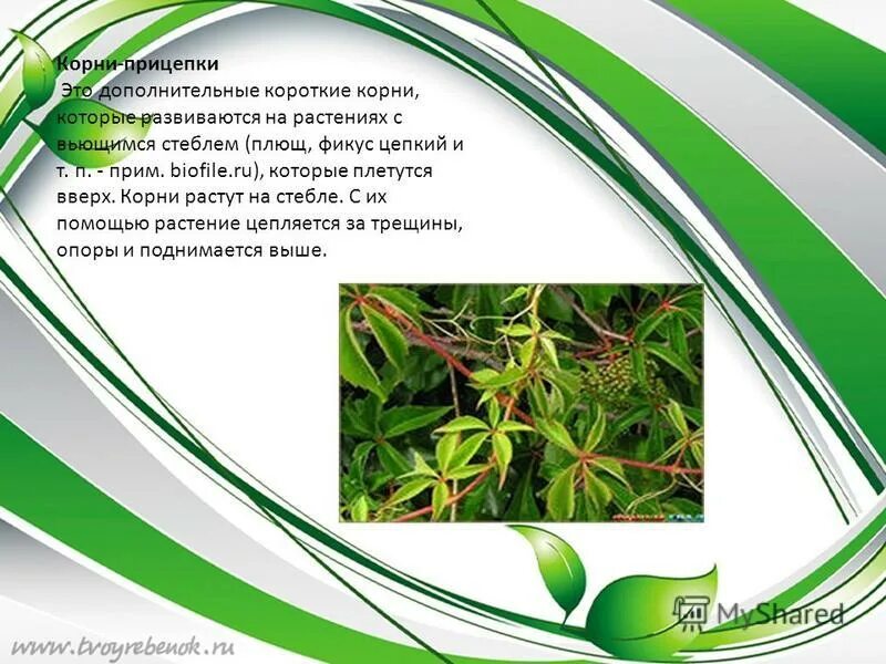 Корни прицепки функции. Корни прицепки это короткие корни с. какую функцию выполняют корни прицепки. корни прицепки значение пример 6 класс биология таблица.