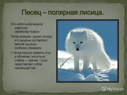 Писец окраска слова