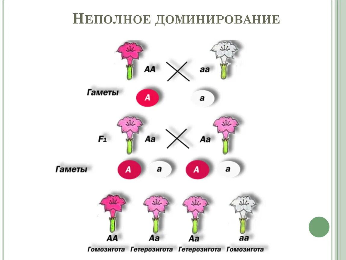 Принцип неполного доминирования. Yfcktljdfybt ghbpyfrjd GH ytgjkyjv Ljvbybhjdfybb. Схема наследования неполного доминирования. Неполное доминирование схема скрещивания. Наследование при неполном доминировании.