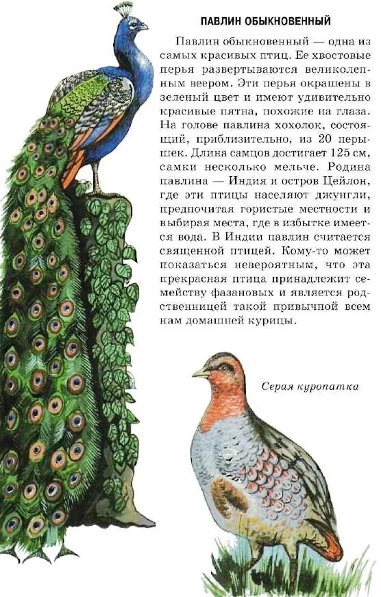 Павлин информация. Павлин описание для детей. Павлин (pavo cristatus). Павлин арлекин породы. Павлин описание.