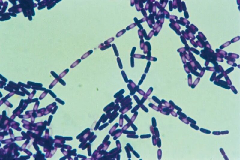 Микроорганизмы образующие споры. Bacillus subtilis грамположительные. Bacillus subtilis (Сенная палочка). Бактерии Bacillus subtilis (Сенная палочка). Сенная палочка b.subtilis.