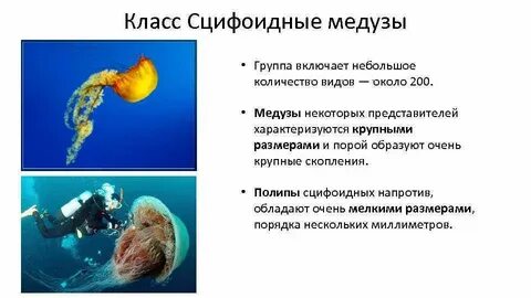 Признаки кишечнополостных