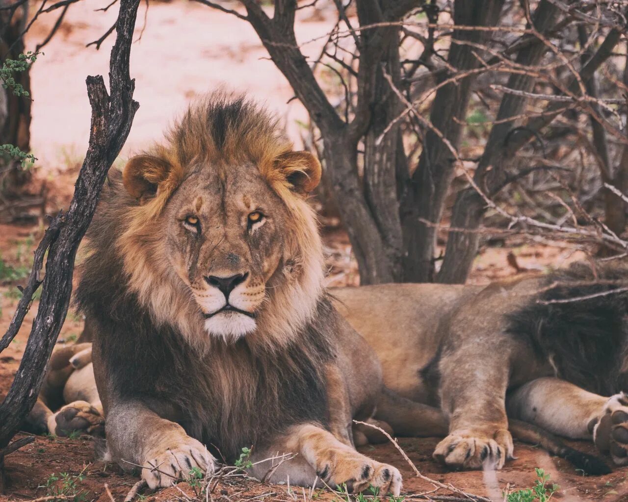 Картинки большого разрешения животные. 600 лев. Лев на дереве. Лев по деревом. Лев бежит.
