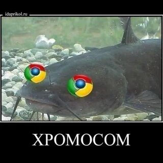 Хромосом рыба